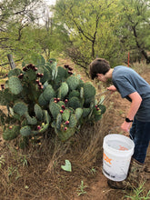 Load image into Gallery viewer, Prickly Pear Pancake/Waffle Syrup (8 oz jar)