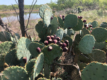 Load image into Gallery viewer, 3 Wild Texas Prickly Pear Cactus Pads (Nopales)