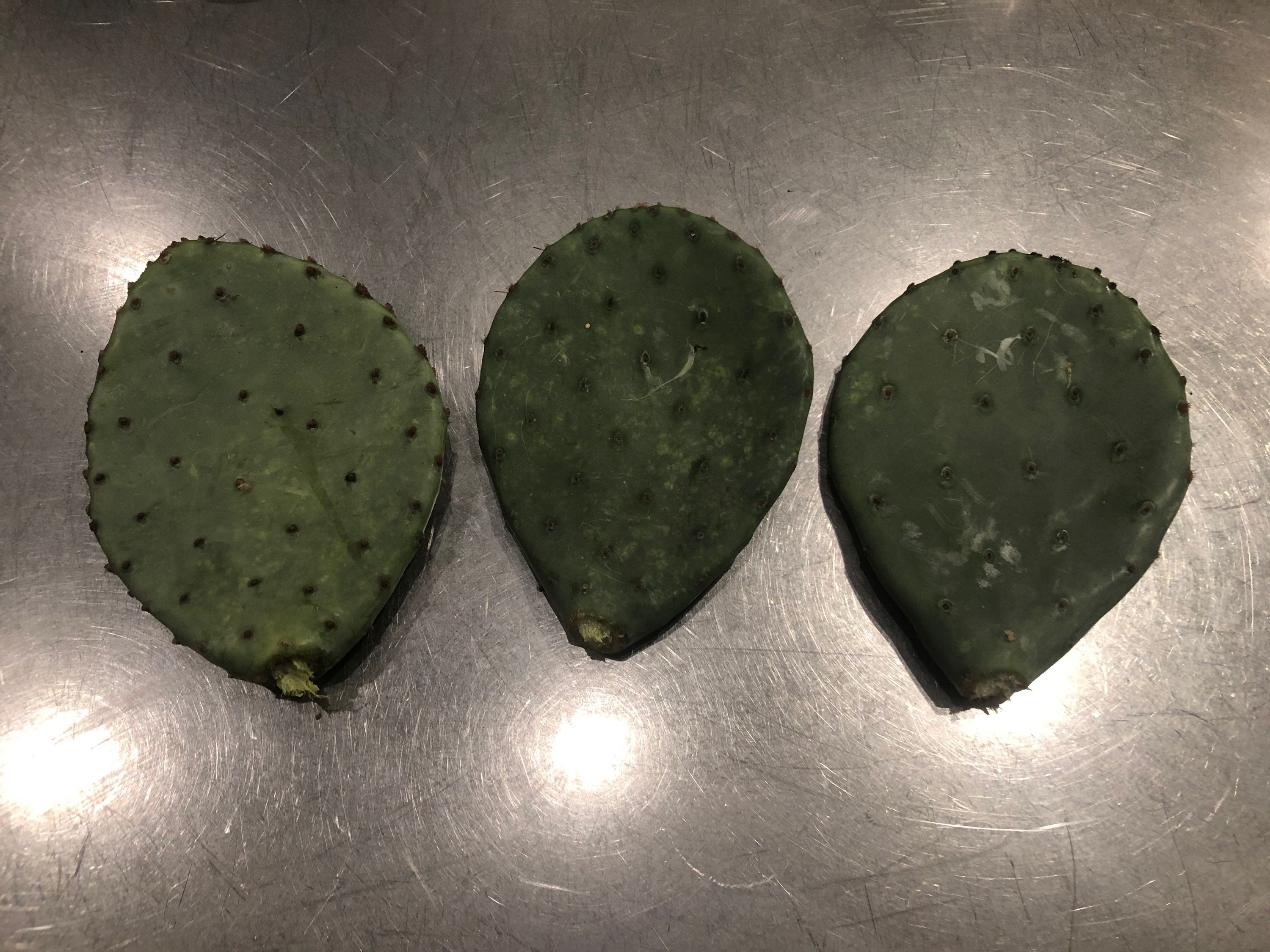 prickly pear cactus pad 3 Wild Texas Prickly Pear Cactus Pads (Nopales) – The Prickly Pear Pantry