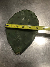 Load image into Gallery viewer, 3 Wild Texas Prickly Pear Cactus Pads (Nopales)
