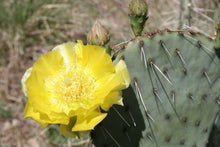 Load image into Gallery viewer, 3 Wild Texas Prickly Pear Cactus Pads (Nopales)