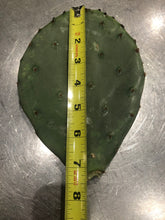 Load image into Gallery viewer, 3 Wild Texas Prickly Pear Cactus Pads (Nopales)