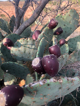 Load image into Gallery viewer, Prickly Pear Cocktail Syrup Wild Harvested (8 oz jar)
