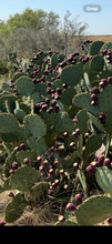 Load image into Gallery viewer, 1 Gallon Wild Prickly Pear Cactus syrup (4 - 32oz Jars)
