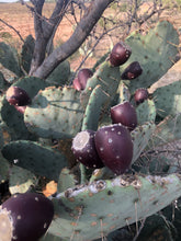 Load image into Gallery viewer, 1 Gallon Wild Prickly Pear Cactus syrup (4 - 32oz Jars)
