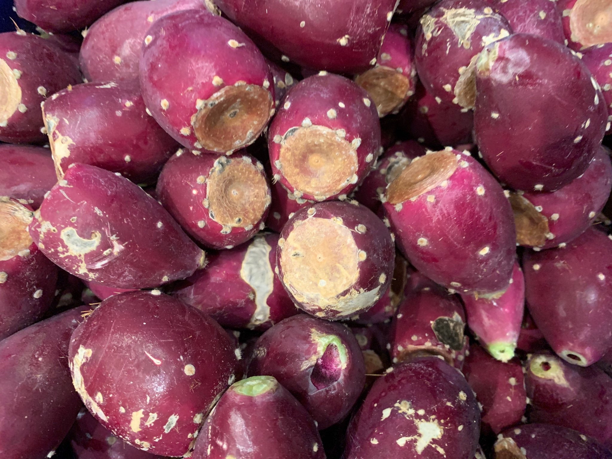 Prickly Pear Jelly (8oz Jar) – The Prickly Pear Pantry